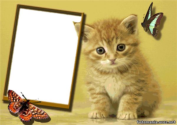 <img
src="http://fotomania.ucoz.net/Ramki/raznie/m5nh4.jpg"
border="0" alt="" />