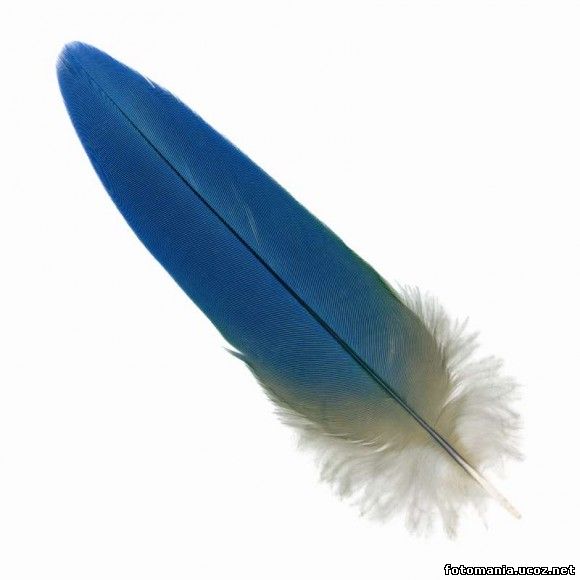 <img
src="http://fotomania.ucoz.net/videouroki/525235_408956.jpeg"
border="0" alt="" />