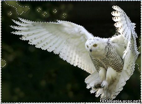 <img
src="http://fotomania.ucoz.net/videouroki/8.jpg"
border="0" alt="" />